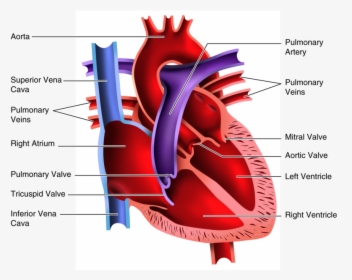 Human Heart Clipart Blood Flow - Human Heart Pictures For Students, HD Png Download, Transparent PNG