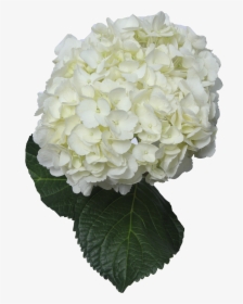 White Hydrangea Flower Png, Transparent Png, Transparent PNG