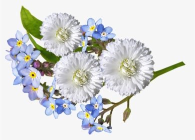 Daisy, White, Blue, Flowers - White Blue Flowers Png, Transparent Png, Transparent PNG