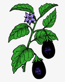 Colour Clip Arts - Brinjal Plant Images Drawing, HD Png Download, Transparent PNG