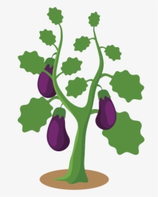 Eggplant Plant Clipart, HD Png Download, Transparent PNG