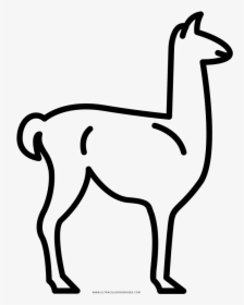 Transparent Llama Png - Cómo Dibujar Una Llama, Png Download, Transparent PNG