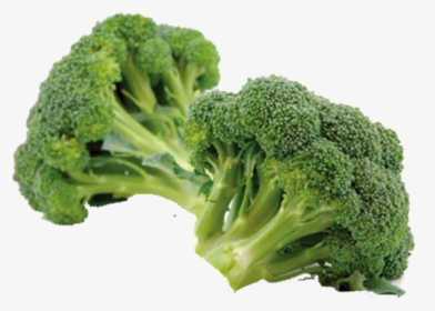 Broccoli Eating Vegetable Sulforaphane Chinese Cabbage - Information Of Broccoli, HD Png Download, Transparent PNG