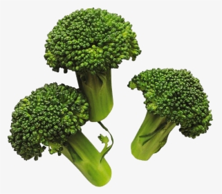 Download Broccoli Png Image For Designing Projects - Cooked Broccoli Png, Transparent Png, Transparent PNG