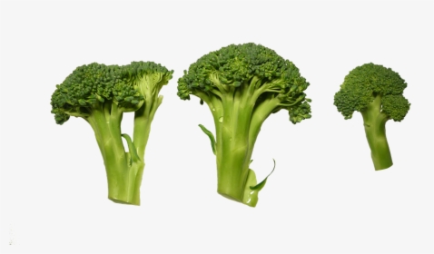 Broccoli, Clippings, Vegetables - Verduras Png, Transparent Png, Transparent PNG