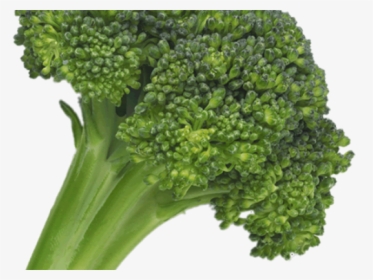 Broccoli Png Transparent Images - Hyperdimension Neptunia Broccoli Ripoff, Png Download, Transparent PNG