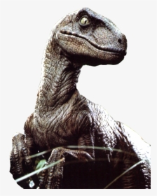Velociraptor Png File - Jurassic Park Googly Eyes, Transparent Png, Transparent PNG