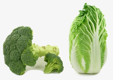 Transparent Kale Clipart - Chinese Cabbage Png, Png Download, Transparent PNG