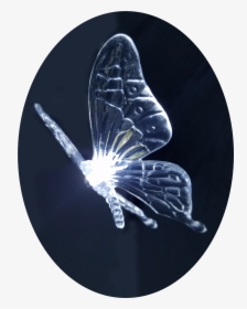 Fairy Butterfly 12 X White Colour Led String Lights - Insect, HD Png Download, Transparent PNG