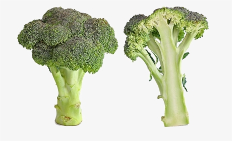 Green Broccoli Png Image File - Bad Broccoli, Transparent Png, Transparent PNG