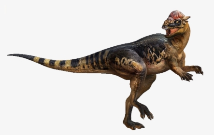 Paquicefalosaurio, HD Png Download, Transparent PNG