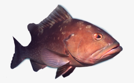 Transparent Fish Png Transparent - Deep Sea Fish Png, Png Download, Transparent PNG