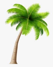Palm Tree Transparent Background, HD Png Download, Transparent PNG