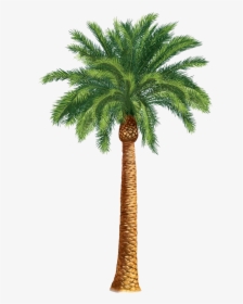 Safari Trees Palm Tree Art Tropical Clip Transparent - Desert Palm Tree Drawing, HD Png Download, Transparent PNG