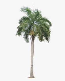 Palm Plant Png Tropical Plant Pictures Image - Transparent Background Palm Tree Png, Png Download, Transparent PNG