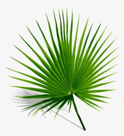 #palm #palms #leaf #leaves #green #tropics #summer - Palmyra Palm Leaf, HD Png Download, Transparent PNG