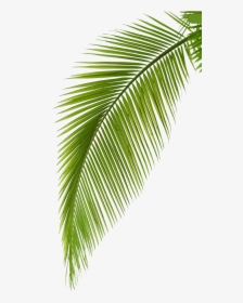 Transparent Leaf Branch Clipart - Transparent Background Coconut Leaf Png, Png Download, Transparent PNG