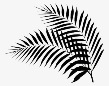 Black Palm Leaf Black Palm Leaf Png- - Palm Leaf Clipart Black And White, Transparent Png, Transparent PNG