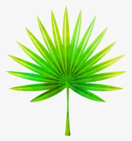 Hand Painted Fan Shaped Leaves Png Transparent - Transparent Background Palm Frond Clip Art, Png Download, Transparent PNG
