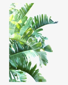 Green Leaf Png Clipart - Transparent Tropical Leaves Png, Png Download, Transparent PNG