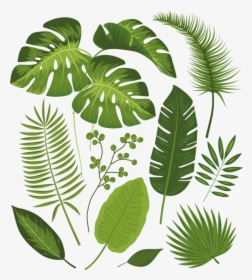 Transparent Tropical Leaves Png - Tropical Leaves Drawing, Png Download, Transparent PNG
