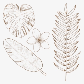 Transparent Tropical Plant Png - Hand Drawn Tropical Leaves, Png Download, Transparent PNG
