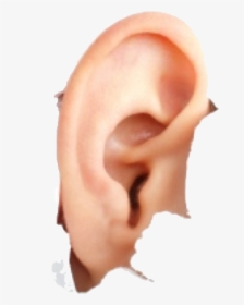 Human Ear Png Image - Introduction Of How To Speak So That People Want To, Transparent Png, Transparent PNG
