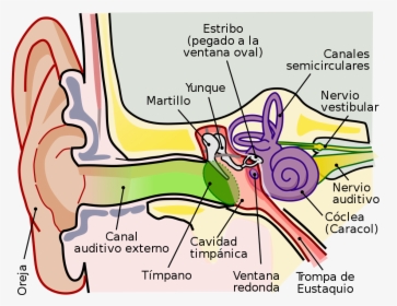 Anatomy Of The Human Ear Ro - Parts Of The Ear Clipart, HD Png Download, Transparent PNG