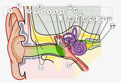 Anatomy Of The Human Ear In Farsi Numbers - Parts Of The Ear Clipart, HD Png Download, Transparent PNG