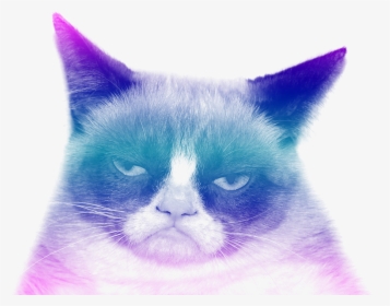 Grumpy Cat - Funny Stop It Memes, HD Png Download, Transparent PNG