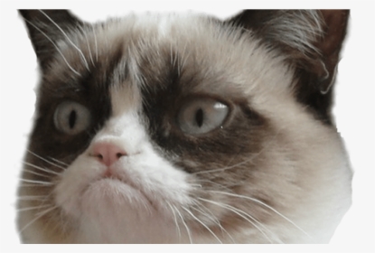 15 Grumpy Cat Png For Free Download On Mbtskoudsalg - Grumpy Cat Face Transparent, Png Download, Transparent PNG