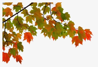 Maple Leaf Autumn - Maple Leaf Branch Png Transparent, Png Download, Transparent PNG