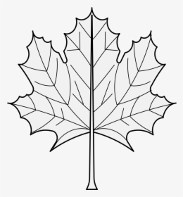 Maple Leaf , Png Download - Maple Leaf, Transparent Png, Transparent PNG
