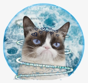 #grumpycat #grumpy #cat #weloveyou #goodbye #sad #depressing - Grumpy Cat Bobs Skechers, HD Png Download, Transparent PNG