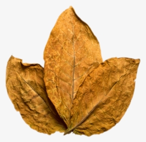Tobacco Leaf Png, Transparent Png, Transparent PNG