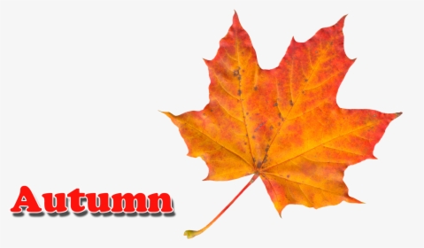 Autumn Leaves Png - Autumn Leaves Colors Worksheet, Transparent Png, Transparent PNG
