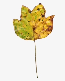 Leaf Autumn Colorful Nature Png Image - Portable Network Graphics, Transparent Png, Transparent PNG