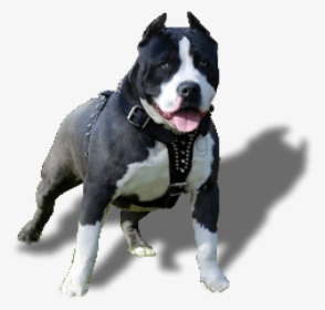 Pit-bull - Pitbull Dog Png Hd, Transparent Png, Transparent PNG