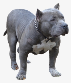 Blue Bully Pitbull - American Bully Png, Transparent Png, Transparent PNG