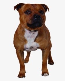 Pitbull Terrier, Bull Terriers, Staffordshire Bull - Staffordshire Bull Terrier Silhouette, HD Png Download, Transparent PNG