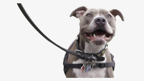 In Support, Plastics Make It Possible® Partnered With - Pitbull On Leash Png, Transparent Png, Transparent PNG