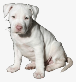 Pit Bull Pup Trans - Pitbull Puppy, HD Png Download, Transparent PNG