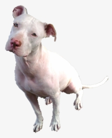 White Pitbull With Blue Eyes, HD Png Download, Transparent PNG