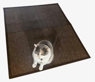 Cat Rug No Background Image Transparent Background - Domestic Short-haired Cat, HD Png Download, Transparent PNG