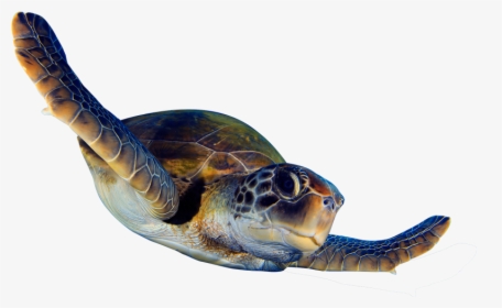 Sea Turtle Animation Png , Png Download - Sea Turtle Animated Png, Transparent Png, Transparent PNG