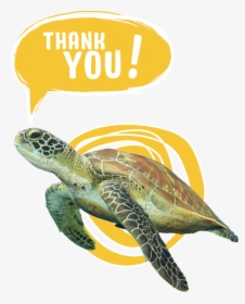 For Voting To Save The Sea Turtles - Transparent Save The Turtles Png, Png Download, Transparent PNG