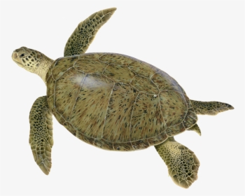 Illustration Of An Adult Green Turtle - Green Sea Turtle, HD Png Download, Transparent PNG