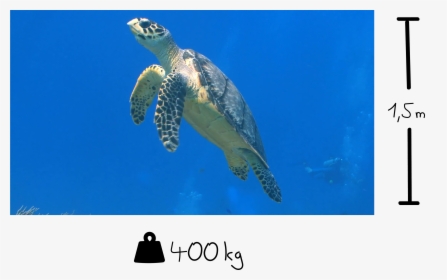 Hawksbill Sea Turtle, HD Png Download, Transparent PNG