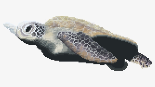 Hawksbill Sea Turtle, HD Png Download, Transparent PNG