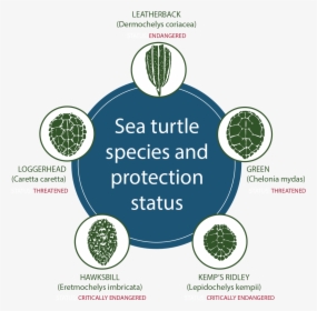 Logo Sea Turtles Conservation, HD Png Download, Transparent PNG